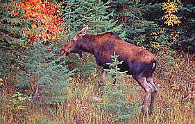 Moose Bytes?