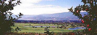 Apple Orchard Above Kelowna