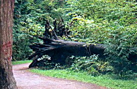 Central Park in Burnaby