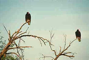 Turkey Vulture